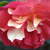 Geel - rood - Floribunda roos - Frenzy